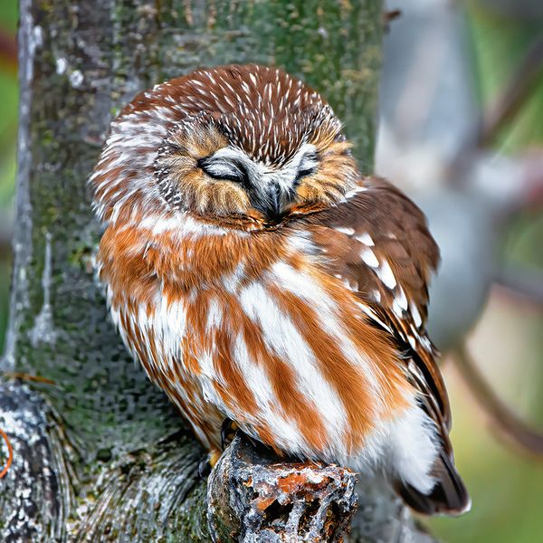 Produktbild: Magic Owls 2024