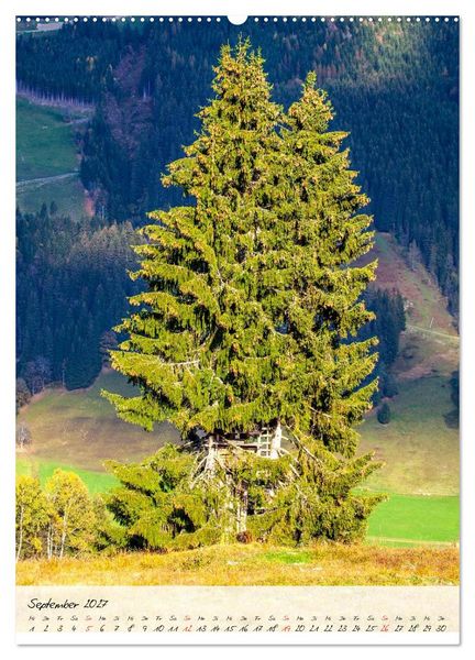 Produktbild: Meine sch&ouml;nsten B&auml;ume (hochwertiger Premium Wandkalender 2027 DIN A2 hoch), Kunstdruck in Hochglanz