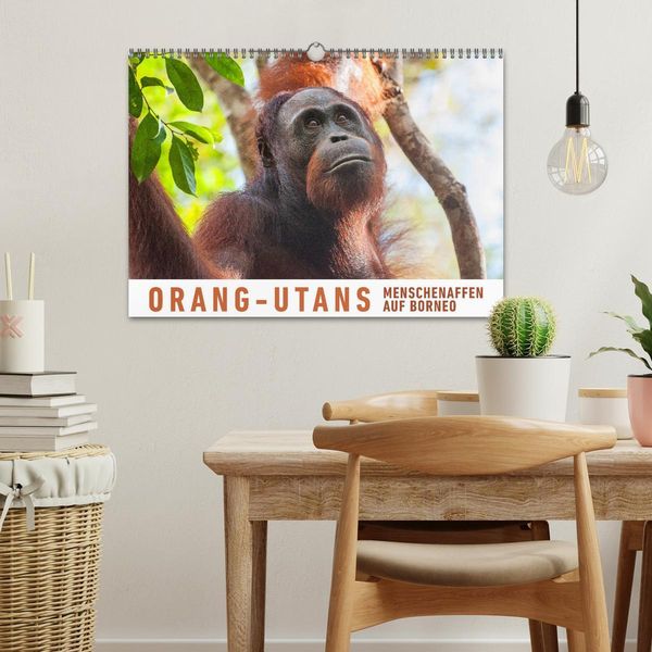 Produktbild: Orang-Utans Menschenaffen auf Borneo (Wandkalender 2026 DIN A3 quer), CALVENDO Monatskalender
