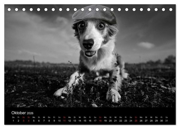 Produktbild: H&uuml;tehunde (Tischkalender 2026 DIN A5 quer), CALVENDO Monatskalender