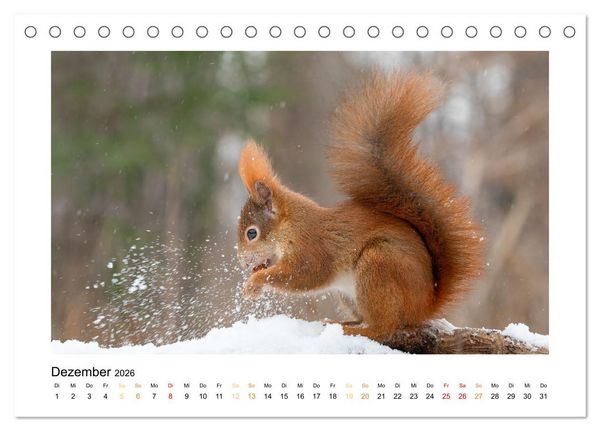 Produktbild: Wiener Tierwelt (Tischkalender 2026 DIN A5 quer), CALVENDO Monatskalender