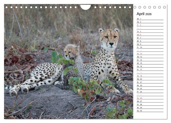 Produktbild: S&uuml;dafrika - Big 5 und mehr (Wandkalender 2026 DIN A4 quer), CALVENDO Monatskalender