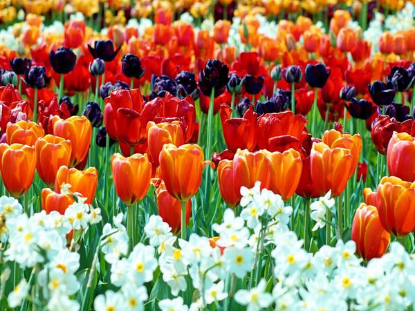 Produktbild: CALVENDO Puzzle Ein Motiv aus dem Kalender Farbenfrohe Tulpen 2017 | 1000 Teile Lege-Gr&ouml;&szlig;e 64x48cm Foto-Puzzle f&uuml;r gl&uuml;ckliche Stunden