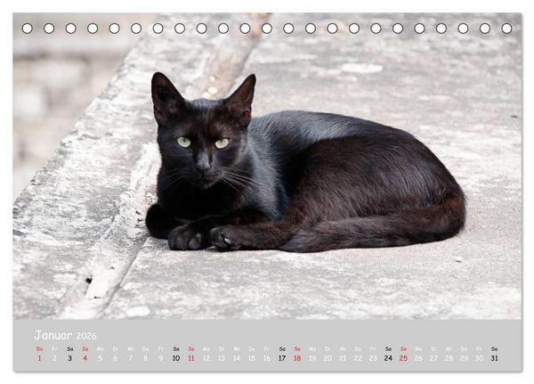 Produktbild: Katzen des S&uuml;dens (Tischkalender 2026 DIN A5 quer), CALVENDO Monatskalender