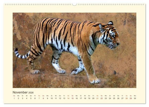 Produktbild: Sibirische Tigerportraits (hochwertiger Premium Wandkalender 2026 DIN A2 quer), Kunstdruck in Hochglanz
