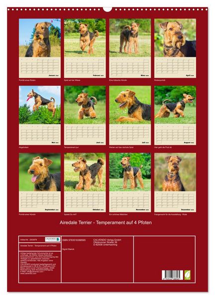 Produktbild: Airedale Terrier - Temperament auf 4 Pfoten (Wandkalender 2026 DIN A2 hoch), CALVENDO Monatskalender