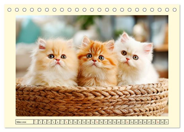 Produktbild: Edle Perserkatzen. Leises Schnurren in Haus und Garten (Tischkalender 2026 DIN A5 quer), CALVENDO Monatskalender
