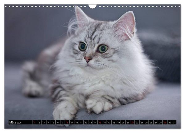 Produktbild: Rassekatzen (Wandkalender 2026 DIN A3 quer), CALVENDO Monatskalender