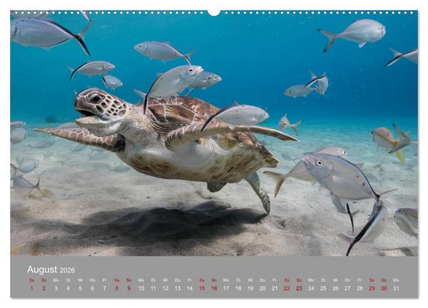 Produktbild: Karibische Meeresschildkr&ouml;ten (hochwertiger Premium Wandkalender 2026 DIN A2 quer), Kunstdruck in Hochglanz
