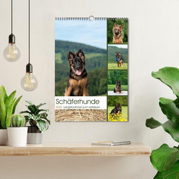 Produktbild: Sch&auml;ferhunde Langstockhaar zum verlieben (Wandkalender 2026 DIN A3 hoch), CALVENDO Monatskalender