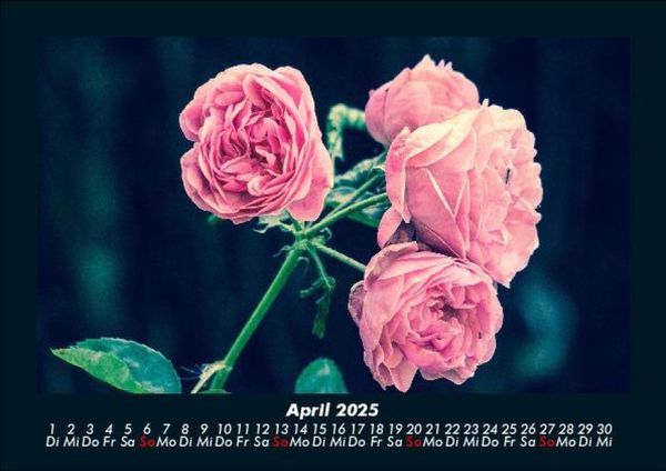 Produktbild: Rosen-Kalender 2025 Fotokalender DIN A5