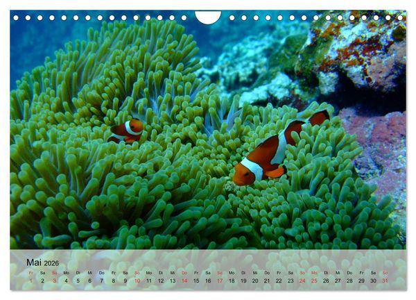 Produktbild: In der Meerestiefe. Fische und Korallen im ewigen Blau (Wandkalender 2026 DIN A4 quer), CALVENDO Monatskalender