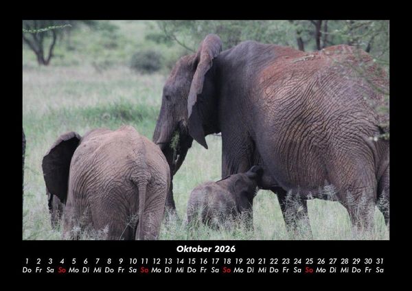 Produktbild: Der Elefantenkalender 2026 Fotokalender DIN A3
