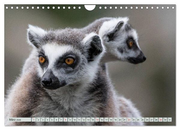 Produktbild: Makis ganz s&uuml;ss (Wandkalender 2026 DIN A4 quer), CALVENDO Monatskalender
