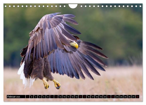 Produktbild: Seeadler in Polen (Wandkalender 2026 DIN A4 quer), CALVENDO Monatskalender