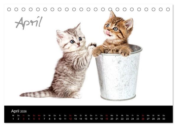 Produktbild: Katzenbabys (Tischkalender 2026 DIN A5 quer), CALVENDO Monatskalender