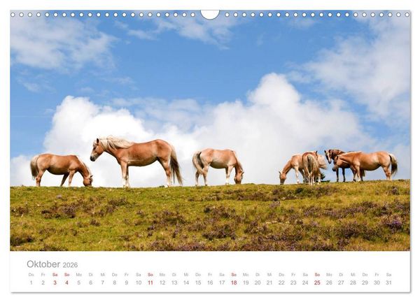 Produktbild: Pferde - In nat&uuml;rlicher Umgebung (Wandkalender 2026 DIN A3 quer), CALVENDO Monatskalender