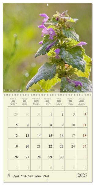 Produktbild: Petites fleurs color&eacute;es (Calendrier mural carr&eacute; 2027 30x30 cm) Calendrier double avec une page pour vos prises de notes