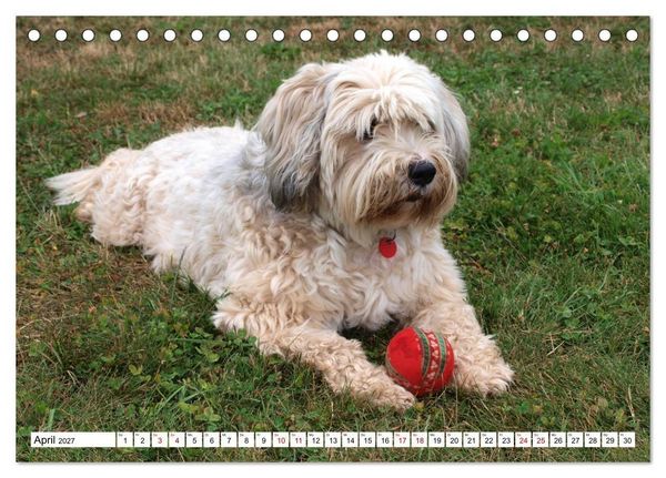 Produktbild: Tibet-Terrier - Eine Hunderasse mit Charakter (Tischkalender 2027 DIN A5 quer), CALVENDO Monatskalender
