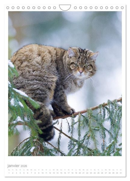 Produktbild: Chats forestiers (Calendrier mural 2026 DIN A4 horizontal), CALVENDO calendrier mensuel