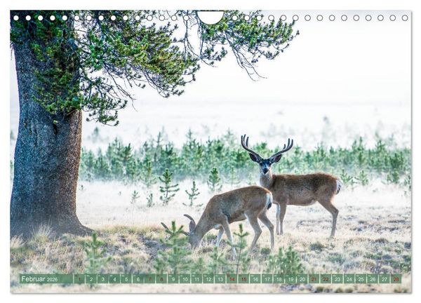 Produktbild: Atemberaubendes Amerika - Die sch&ouml;nsten Nationalparks im Westen der USA (Wandkalender 2026 DIN A4 quer), CALVENDO Monatskalender