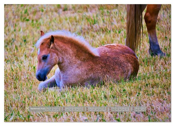 Produktbild: Familienfreundliche Pferde (Wandkalender 2026 DIN A2 quer), CALVENDO Monatskalender