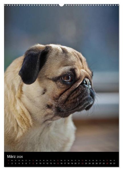 Produktbild: Das Mops-Jahr 2026 (Wandkalender 2026 DIN A2 hoch), CALVENDO Monatskalender