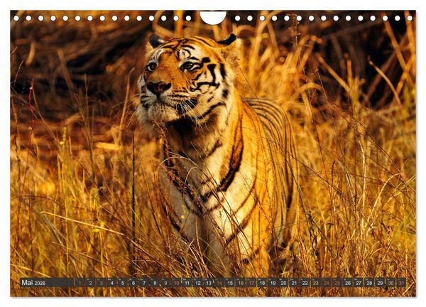 Produktbild: Tiere Indiens close up (Wandkalender 2026 DIN A4 quer), CALVENDO Monatskalender