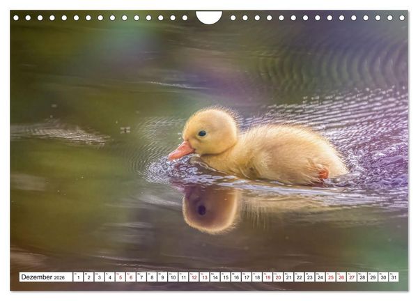 Produktbild: Flauschige Momente! Enten- und G&auml;nsek&uuml;ken im Jahreslauf (Wandkalender 2026 DIN A4 quer), CALVENDO Monatskalender