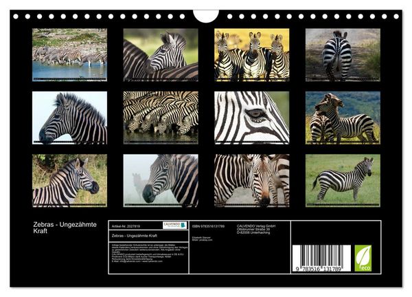 Produktbild: Zebras - Ungez&auml;hmte Kraft (Wandkalender 2026 DIN A4 quer), CALVENDO Monatskalender