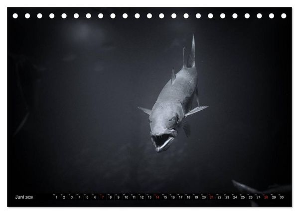 Produktbild: Meerestiere Bilder in Schwarz Weiss (Tischkalender 2026 DIN A5 quer), CALVENDO Monatskalender