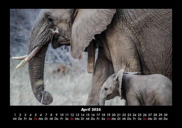 Produktbild: Elefanten - Die sanften Riesen Afrikas 2026 Fotokalender DIN A3