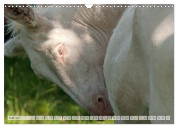 Produktbild: Zauberhafte Esel (Wandkalender 2026 DIN A3 quer), CALVENDO Monatskalender