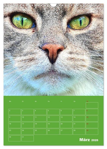 Produktbild: Cat Faces - Charakterstarke Katzengesichter ganz nah (Wandkalender 2026 DIN A3 hoch), CALVENDO Monatskalender