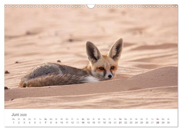 Produktbild: Impressionen - Wei&szlig;e W&uuml;ste (Wandkalender 2026 DIN A3 quer), CALVENDO Monatskalender