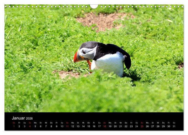 Produktbild: Puffins, Papageitauchern ganz nah (Wandkalender 2026 DIN A3 quer), CALVENDO Monatskalender