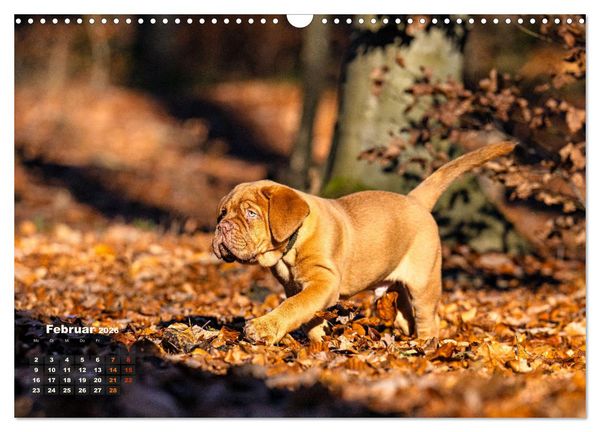 Produktbild: Eine kleine Bordeauxdogge entdeckt die Welt (Wandkalender 2026 DIN A3 quer), CALVENDO Monatskalender