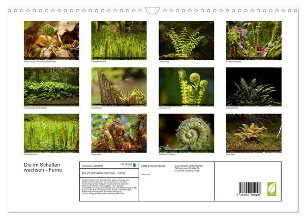 Produktbild: Die im Schatten wachsen - Farne (Wandkalender 2026 DIN A3 quer), CALVENDO Monatskalender