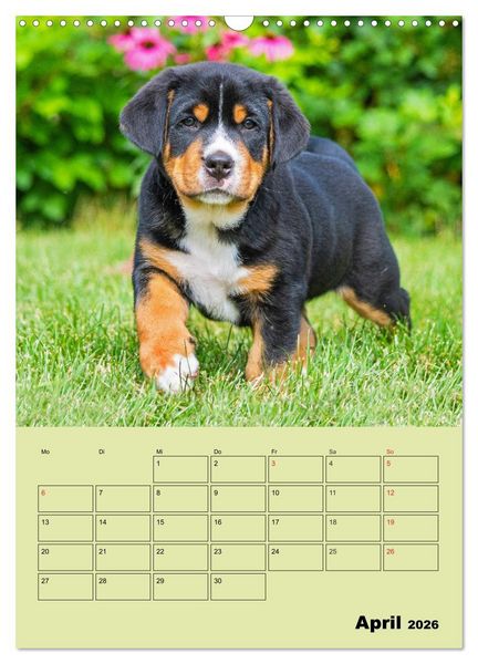 Produktbild: Familienplaner Gro&szlig;er Schweizer Sennenhund (Wandkalender 2026 DIN A3 hoch), CALVENDO Monatskalender