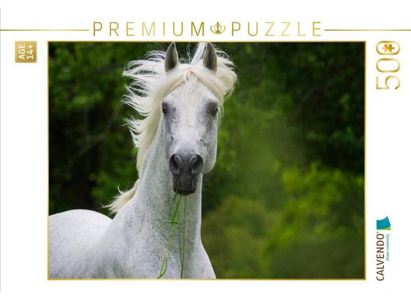 CALVENDO Puzzle Traumpferd Lipizzaner Porträt | 500 Teile Lege-Größe 48 × 36 cm Foto-Puzzle für Erwachsene