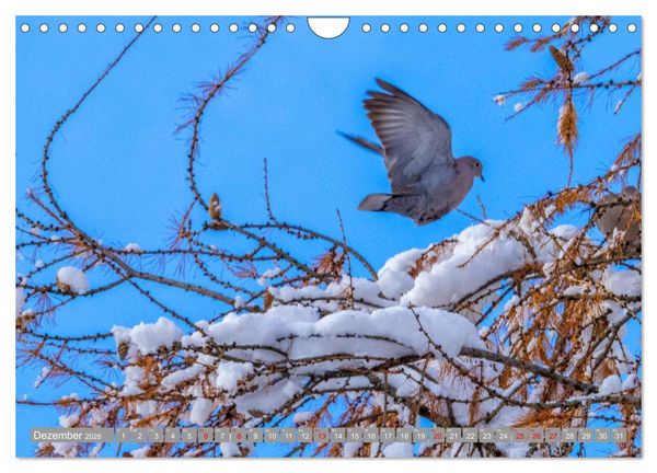 Produktbild: Wir sind die fliegenden Stars (Wandkalender 2026 DIN A4 quer), CALVENDO Monatskalender