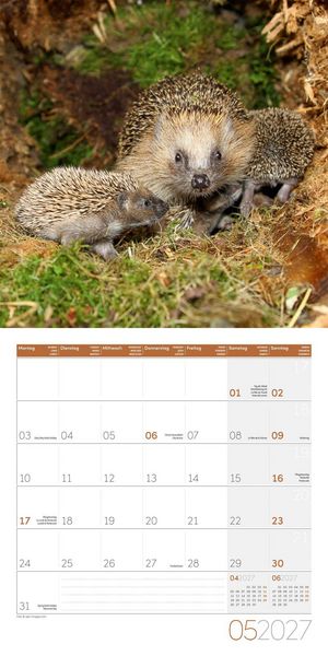 Produktbild: Igel Kalender 2027 - 30x30 - Art12