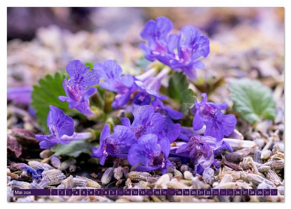 Produktbild: Essbare Bl&uuml;ten aus meinem Garten (Tischkalender 2026 DIN A5 quer), CALVENDO Monatskalender