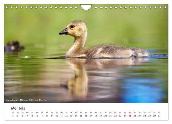 Produktbild: Emsland Impressionen (Wandkalender 2026 DIN A4 quer), CALVENDO Monatskalender