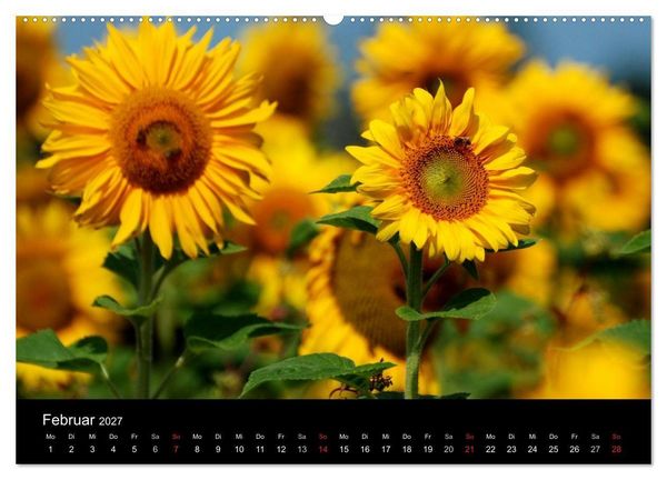 Produktbild: Sonnenblumen (hochwertiger Premium Wandkalender 2027 DIN A2 quer), Kunstdruck in Hochglanz