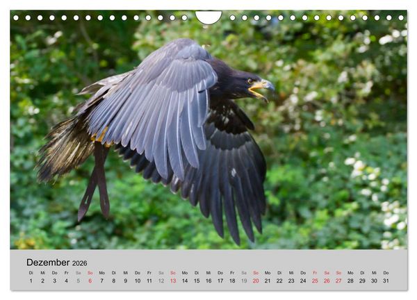 Produktbild: Scharfblick (Wandkalender 2026 DIN A4 quer), CALVENDO Monatskalender