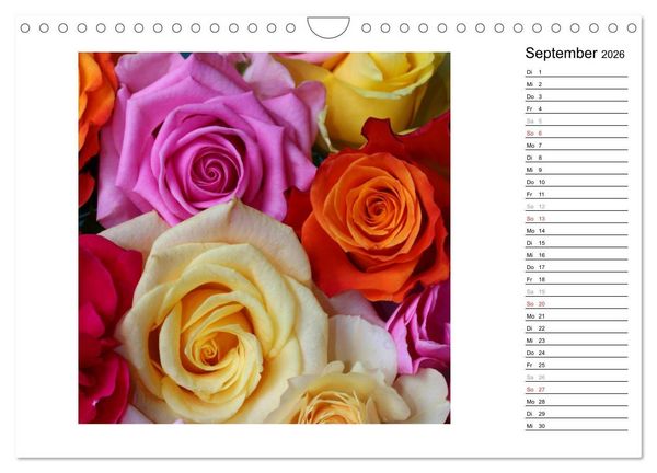 Produktbild: Die vielen Gesichter der Rosen (Wandkalender 2026 DIN A4 quer), CALVENDO Monatskalender