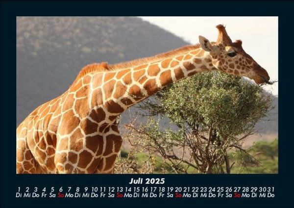 Produktbild: Giraffen 2025 Fotokalender DIN A5