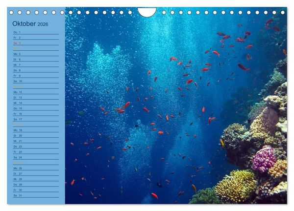 Produktbild: Momente im Blau - Ein Terminplaner f&uuml;r Unterwasser-Freunde (Wandkalender 2026 DIN A4 quer), CALVENDO Monatskalender