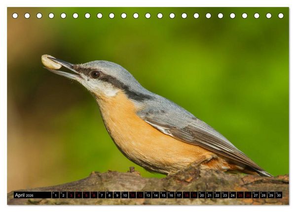 Produktbild: V&ouml;gel aus dem Garten (Tischkalender 2026 DIN A5 quer), CALVENDO Monatskalender